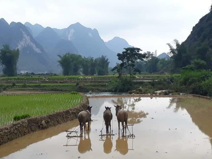 Quang Thuan Homestay Cao Bang Buitenkant foto